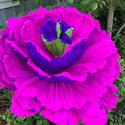 Gigantic Paper Miracle Flowers