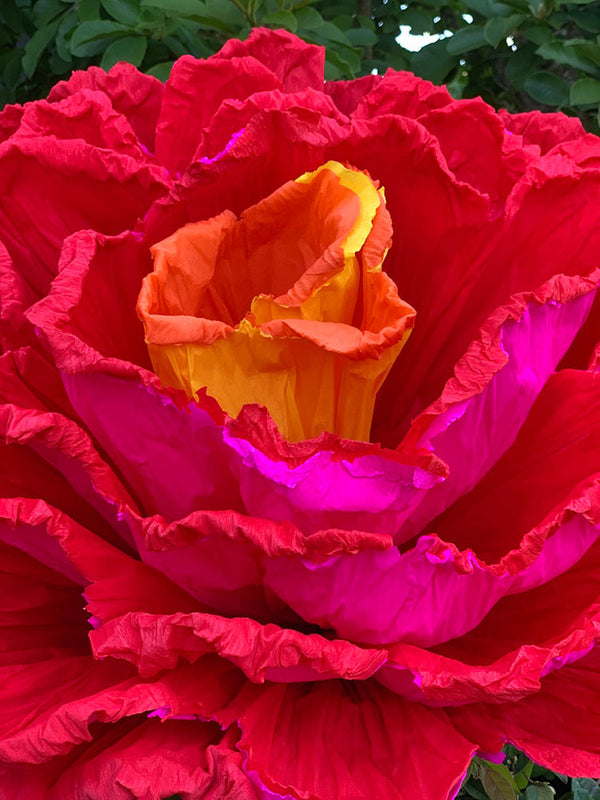 Gigantic Paper Miracle Flowers
