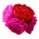 Peonies - sold by the each - 6 inch diameter