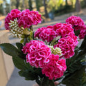 Mini Marigolds Bouquets - Magenta
