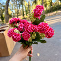 Mini Marigolds Bouquets - Magenta