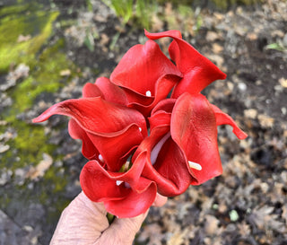 Calla Lily - Red