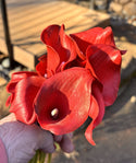 Calla Lily - Red