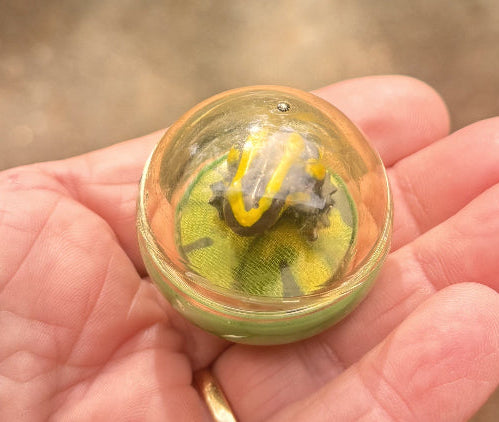 Frog - Floating in a Bubble