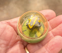 Frog - Floating in a Bubble
