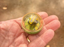 Frog - Floating in a Bubble