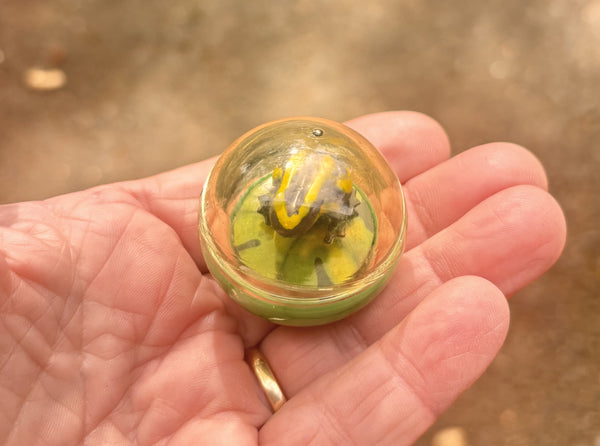Frog - Floating in a Bubble