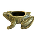 Frog Planter - Succulants