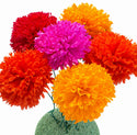 Marigolds - 6pk - Multicolored