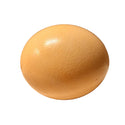Ostrich Egg