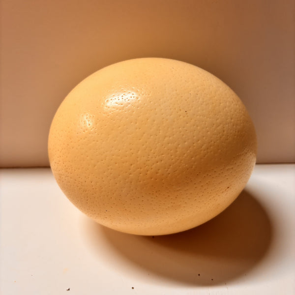 Ostrich Egg