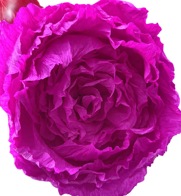 Peonies - sold by the each - 6 inch diameter