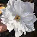 White Poinsettias - Dozen