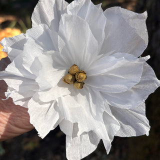 White Poinsettias - Dozen