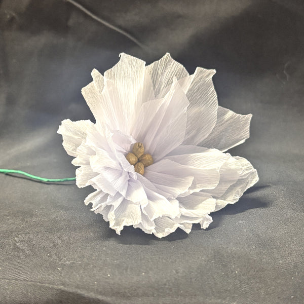 White Poinsettias - Dozen