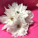 White Poinsettias - Dozen
