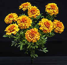 Silk Marigold Bouquets - Gold